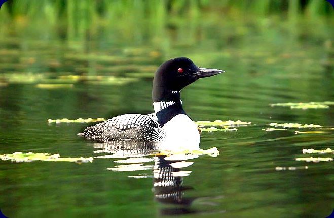 A loon on Parker Pond